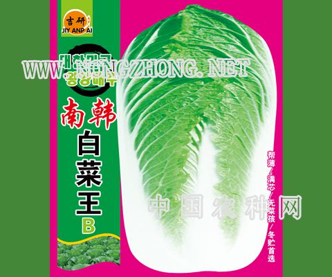 南韩白菜王B